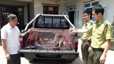  Bỏ tiền mua 2 con khỉ rồi mang đến kiểm lâm giao nộp bảo tồn
