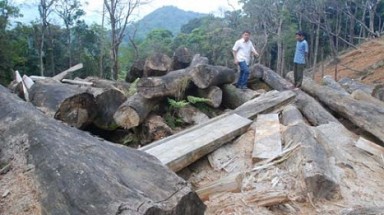  1.000m3 gỗ...chờ mục