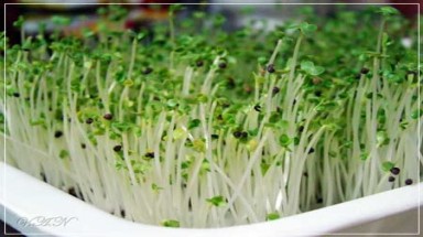  Cảnh báo ngộ độc rau mầm