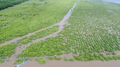  Biến đổi khí hậu: Bạc Liêu trồng rừng, gây bồi, tạo bãi ven biển 