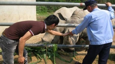 Về Nghệ An ngắm hổ sinh con, tê giác "khủng"
