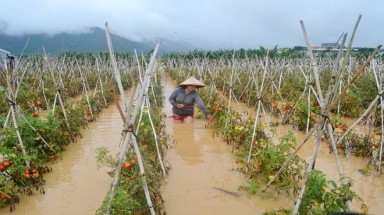  Ở vùng ngập nước, trồng loại rau gì?