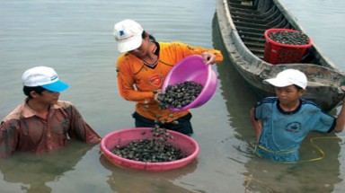  Bến Tre: nuôi sò huyết cản trở giao thông 
