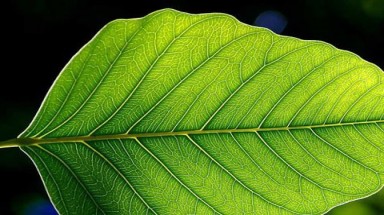 Loài cây phát hiện được chất nổ