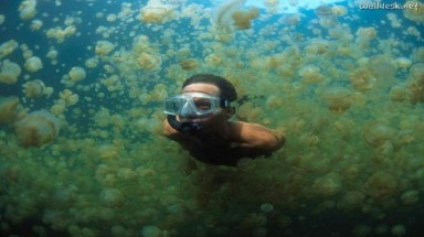  Hồ sứa nước mặn tuyệt đẹp ở Palau