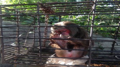  Tin môi trường:Tăng cường bảo vệ động vật hoang dã góp phần bảo tồn nền đa dạng sinh học Việt Nam
