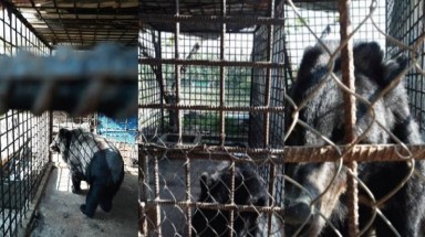  Tin môi trường: Cần Thơ trở thành địa phương không còn gấu nuôi nhốt
