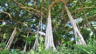   Lên núi Sơn Trà ngắm cây đa nghìn năm tuổi 