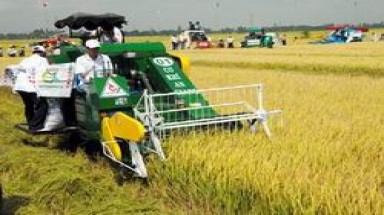  Nghị định của Chính phủ về quản lý, sử dụng đất trồng lúa