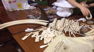  Khởi tố và bắt tạm giam đối tượng cầm đầu đường dây buôn bán ĐVHD quý hiếm Nguyễn Mậu Chiến