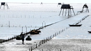  Hệ lụy của việc phát triển nuôi ngao "ồ ạt" ở Thái Bình 