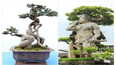 Xôn xao 2 kiệt tác hiếm có khó tìm trình làng cây ở Thủ đô