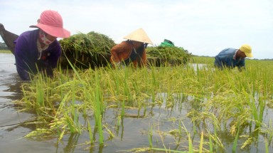  Đồng Nai: Nông dân không “mặn mà” tham gia bảo hiểm nông nghiệp 