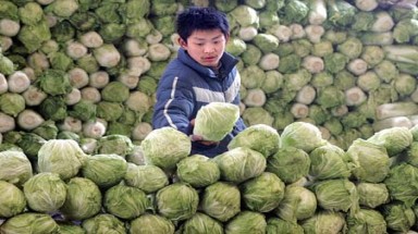   Việt Nam: Chưa phát hiện cải thảo phun thuốc ướp xác 