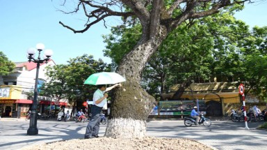  Chuyên gia VACNE khảo sát, tư vấn chữa bệnh cho cây cổ thụ ở Hải Phòng