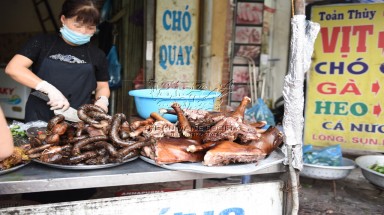Các nhà vận động đoàn kết kêu gọi chính phủ các nước châu Á chấm dứt hoạt động buôn bán thịt chó, mèo 