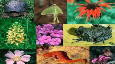 Đại sứ quán Hoa Kỳ cam kết bảo vệ động thực vật hoang dã