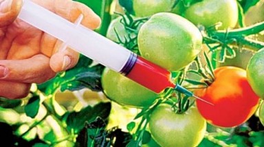  Thực phẩm biến đổi gen: Bán tràn lan