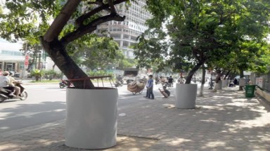  "Độc đáo" những tuyệt chiêu bảo vệ cây sưa