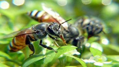  Vì sao ong thích tấn công người?