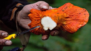 Nấm dại có vị như tôm hùm