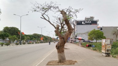   Trụi lủi "đường phượng bay" đẹp bậc nhất Việt Nam