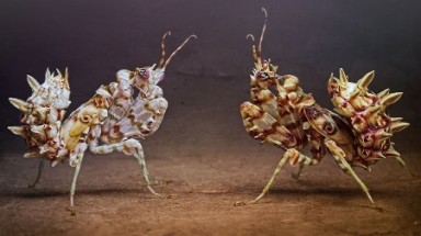   Những "vũ điệu" tuyệt vời của côn trùng 