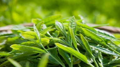 Dưỡng da bằng trà xanh