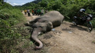  Indonesia: Voi quý lại bị giết 
