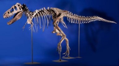  Tốn hơn triệu đô để sở hữu bộ xương khủng long gây tranh cãi