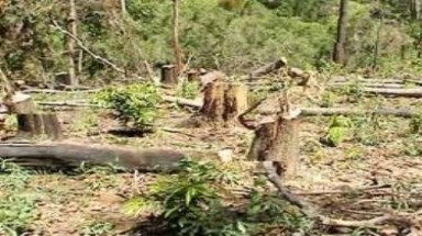 Hà Giang: cưa xăng đua nhau "xẻ thịt" rừng đặc dụng 