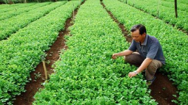  Rau nội sốt giá vì rau độc Trung Quốc