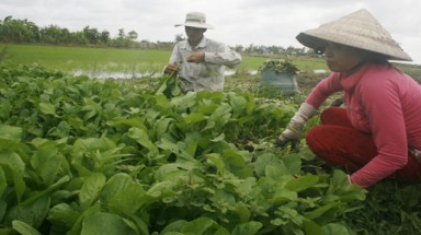  Làm nông trong khu công nghiệp: Xót xa những cánh đồng vàng