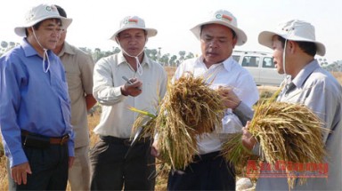 Hợp tác trồng lúa giữa An Giang và Campuchia