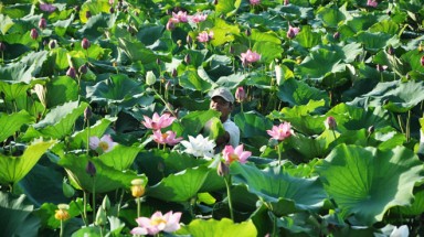   Huế nhẹ nhàng vui khi sen hồ Tịnh Tâm hồi sinh