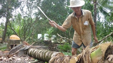   Nông dân chặt dừa do thương lái Trung Quốc giảm mua