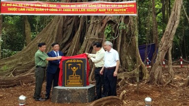  Quần thể cổ thụ ở Quảng Trực được công nhận Cây di sản Việt Nam là niềm tự hào chung của tinh Đắc Nông