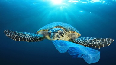  Vì sao sinh vật biển hay nuốt nhầm rác nhựa?