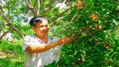  Lao đao vì bệnh chổi rồng !