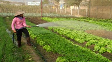 Khó mở rộng mạng lưới tiêu thụ rau an toàn ở Hà Nội 