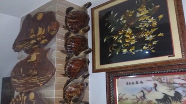  Tin môi trường:Tịch thu 72 tiêu bản rùa biển quý hiếm ở Vũng Tàu