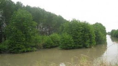  Trà Vinh phát triển rừng phòng hộ ven biển 