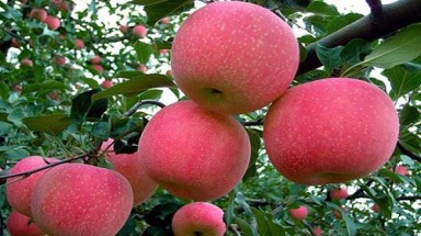  Táo đỏ Fuji bọc túi độc hại bán tràn lan