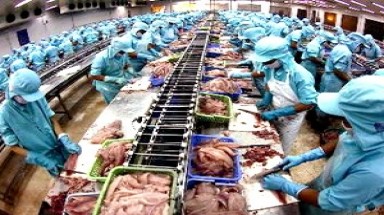  Số doanh nghiệp xuất khẩu thủy sản sụt giảm mạnh