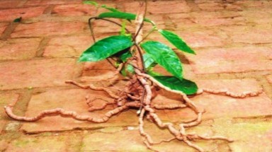  Ba kích Tây Giang