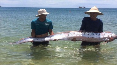  Cá hố rồng liên tục chết, có bất thường?