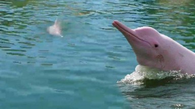  Cá heo hồng siêu hiếm bất ngờ xuất hiện tại vùng biển Thái Lan