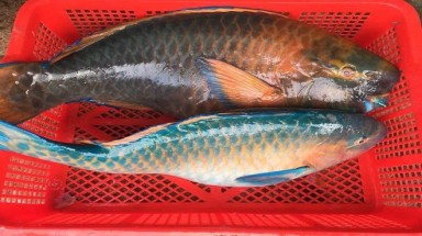  Cá vẹt là cá gì, vì sao người trẻ kêu gọi nên hạn chế ăn?