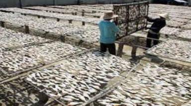  Bức xúc xưởng chế biến cá gây ô nhiễm môi trường