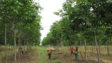  Đắk Lắk: Cần thận trọng khi mở rộng diện tích cao su trên đất rừng khộp 